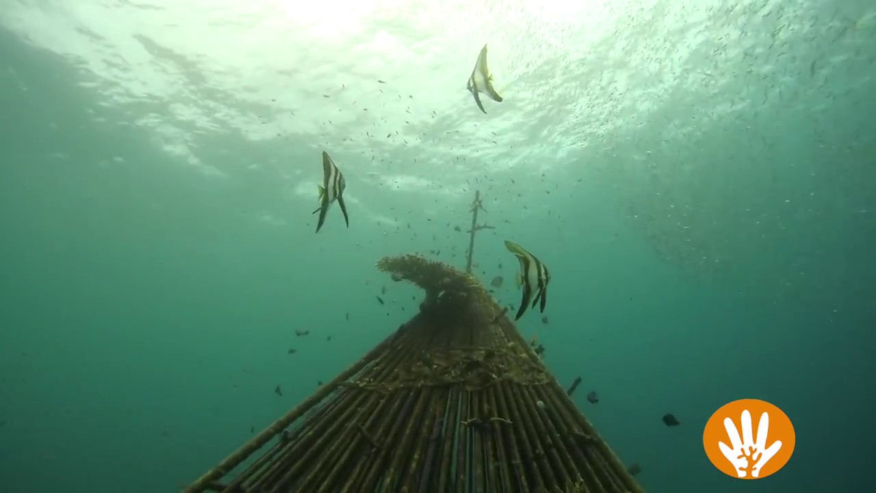 Artificial reef build by Suara Pulau after one year