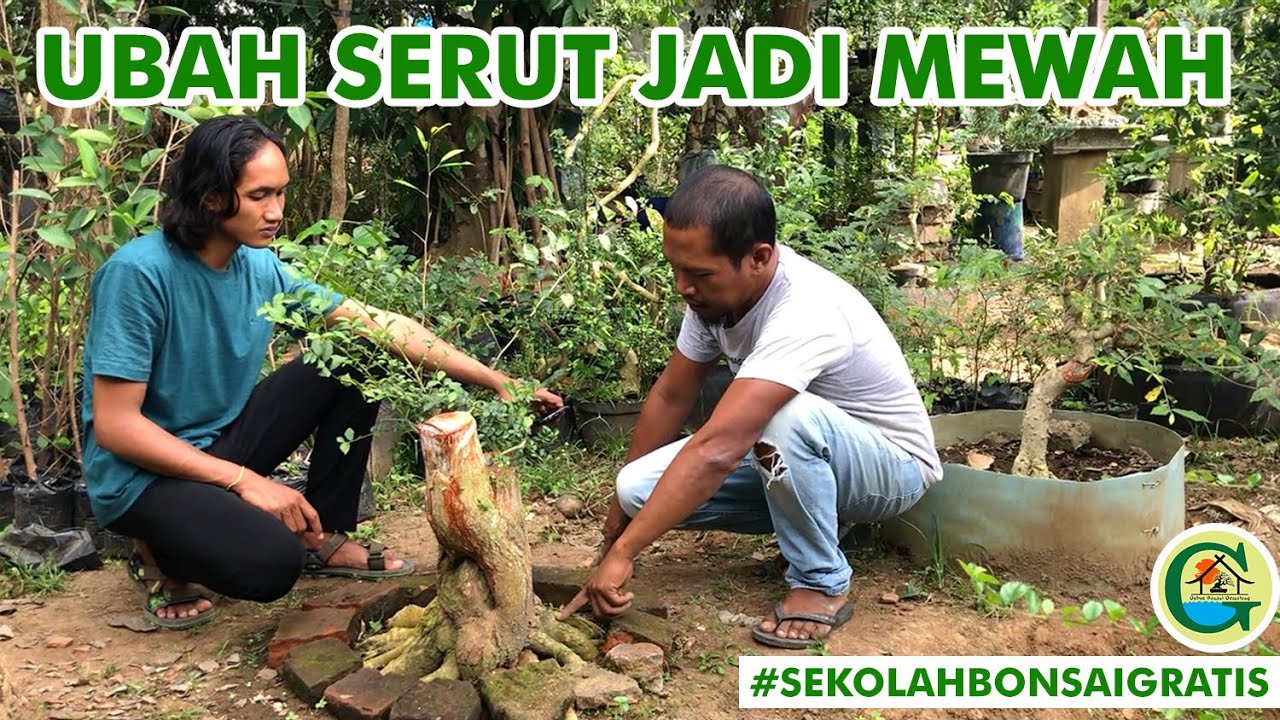 PROGRAM AKAR SERUT RASA FICUS BERSAMA MASTER STEK BOWONGSO || #SEKOLAHBONSAIGRATIS