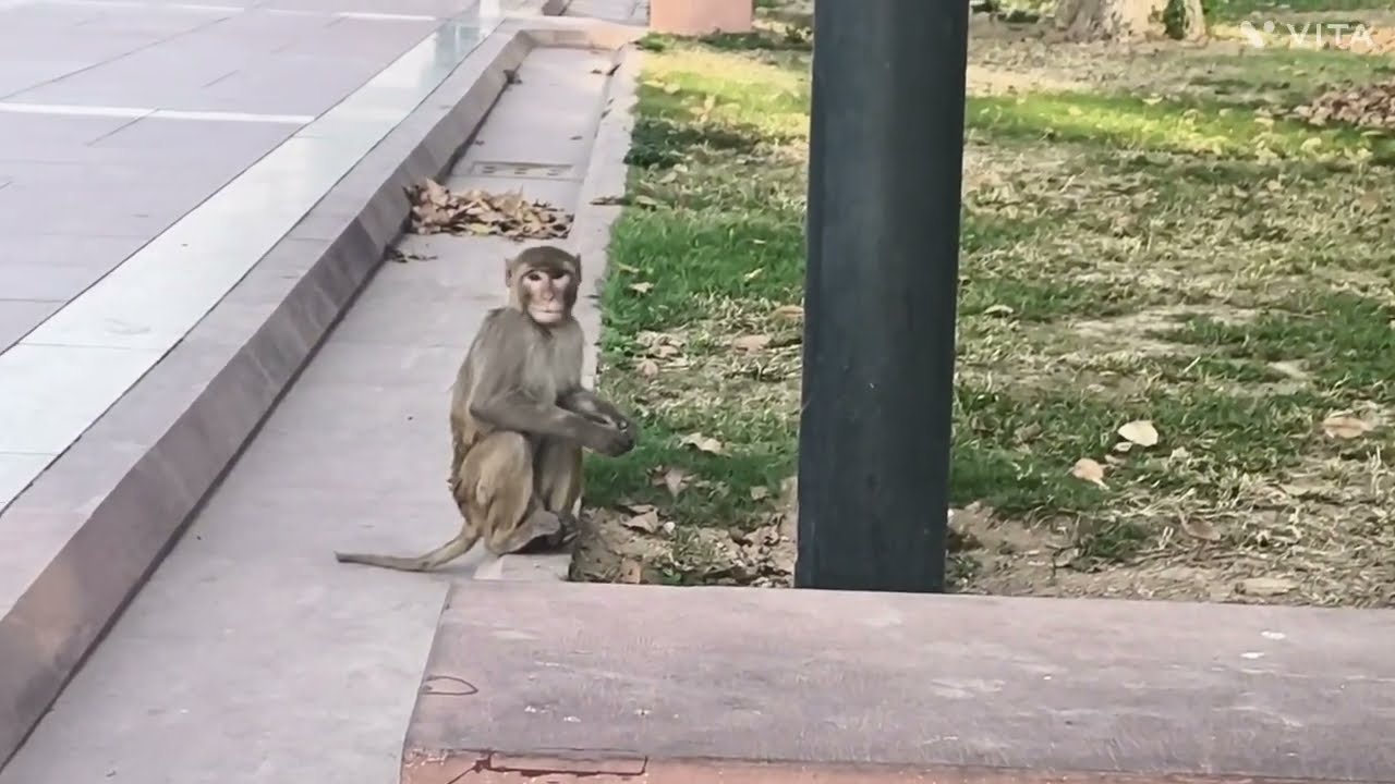 Kya Monkey swimming karte hai? Monkey 🐒 vlog | natural vibes| visit india gate park| #money #video 