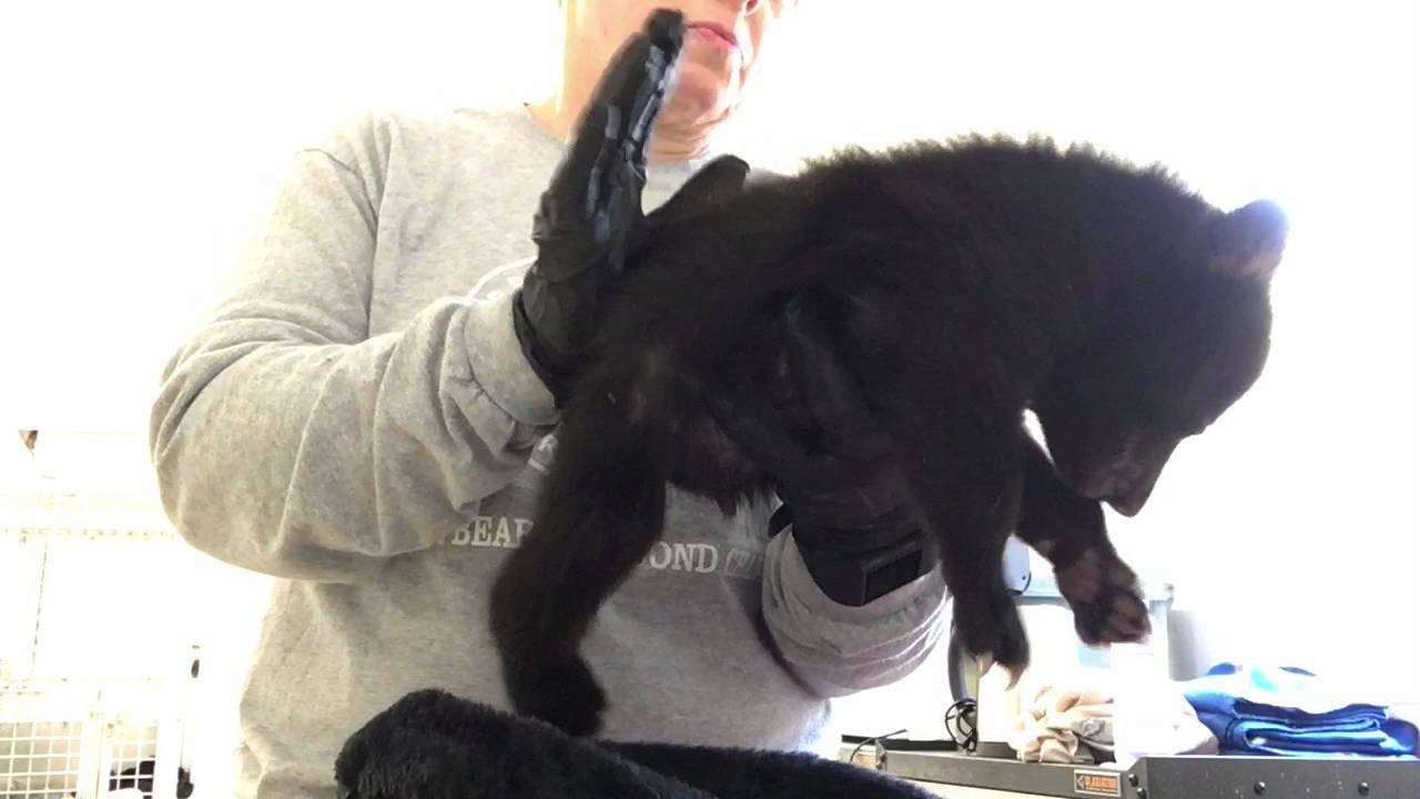 Finnegan Bear Second Breakfast March 27, 2016