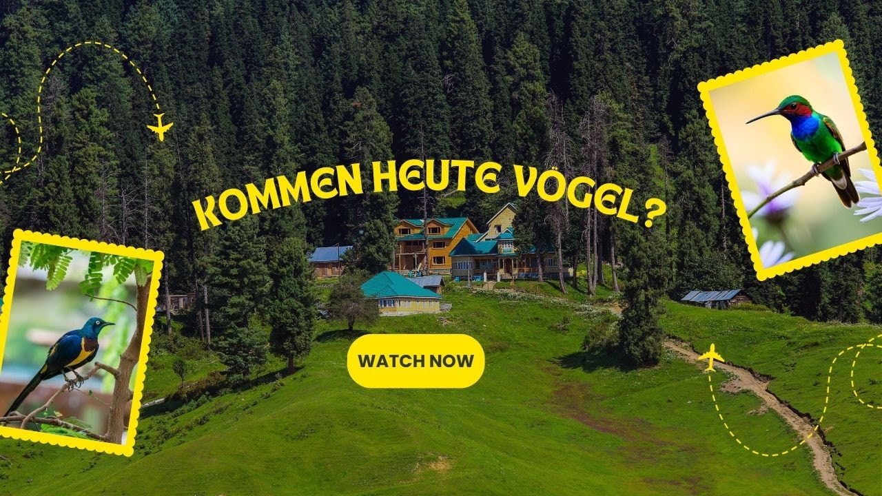 Kommen heute Vögel Sehen Sie zu, bevor Sie diesen seltenen Moment verpassen