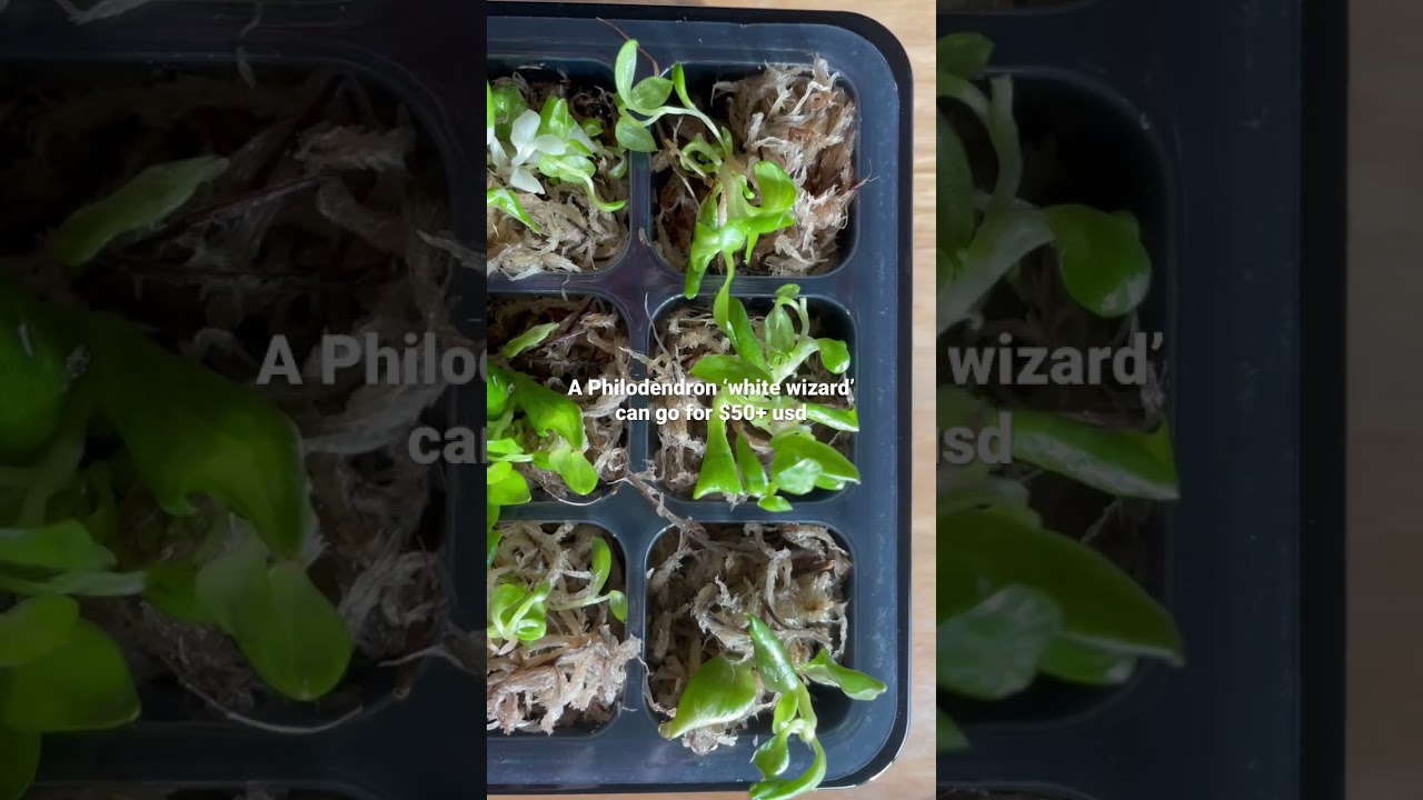 How I Paid ONLY $4 usd For this RARE Philodendron!