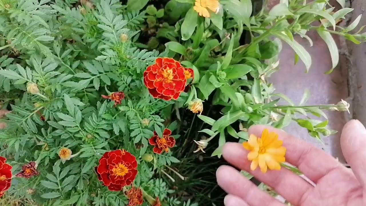 Çiçekten çiçek tohumu nasıl alınır // Çiçek tohumu nasıl saklanır