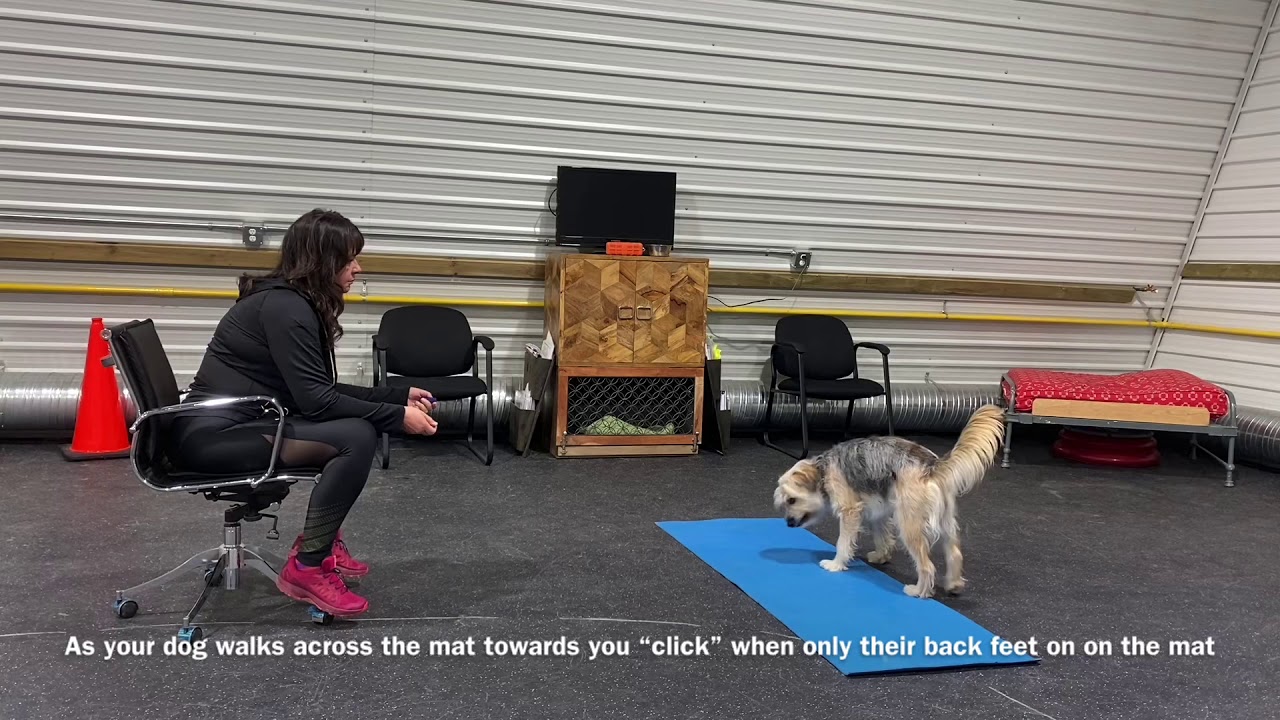 How to teach the Moving Stand Part One Rally O with Barbara Lloyd