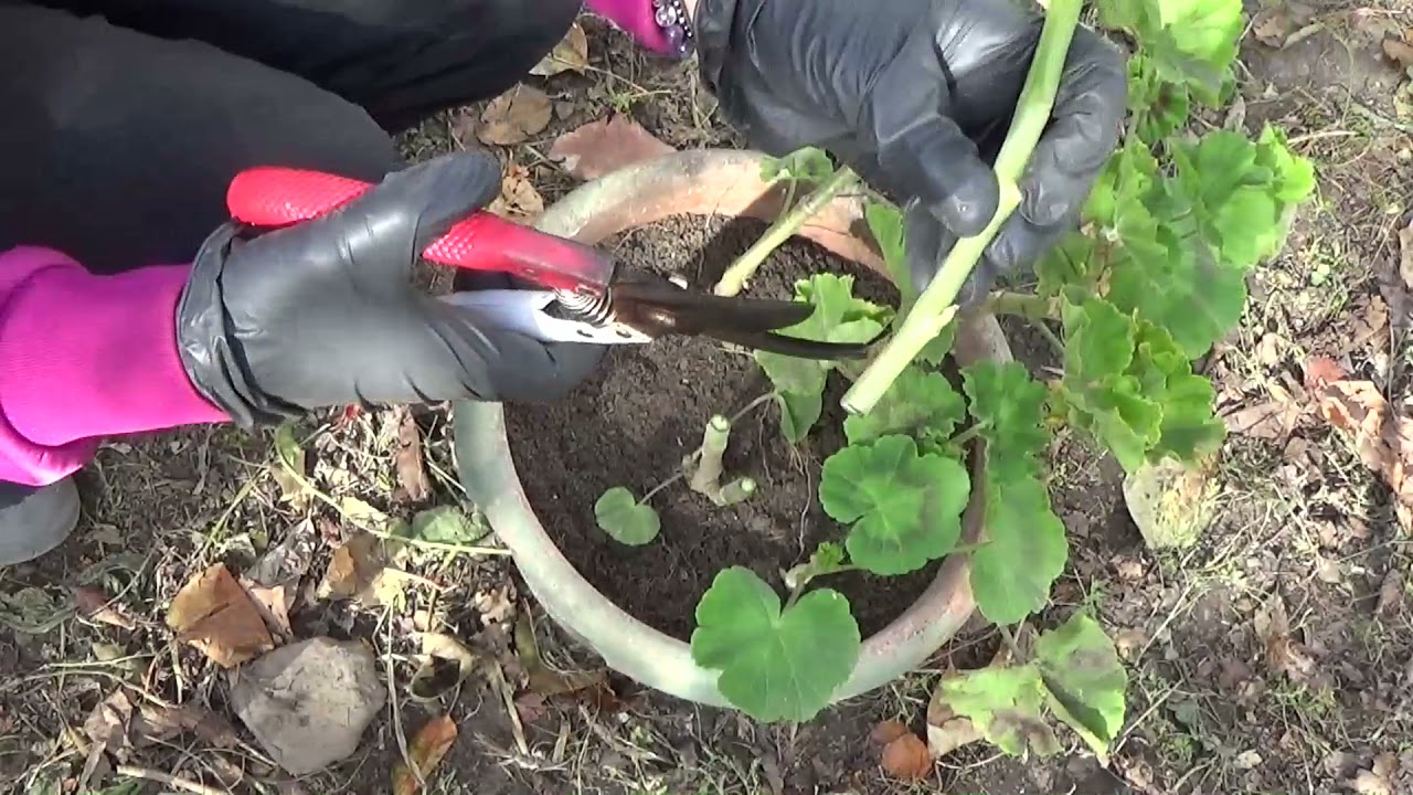 Înmulțirea mușcatelor din butași