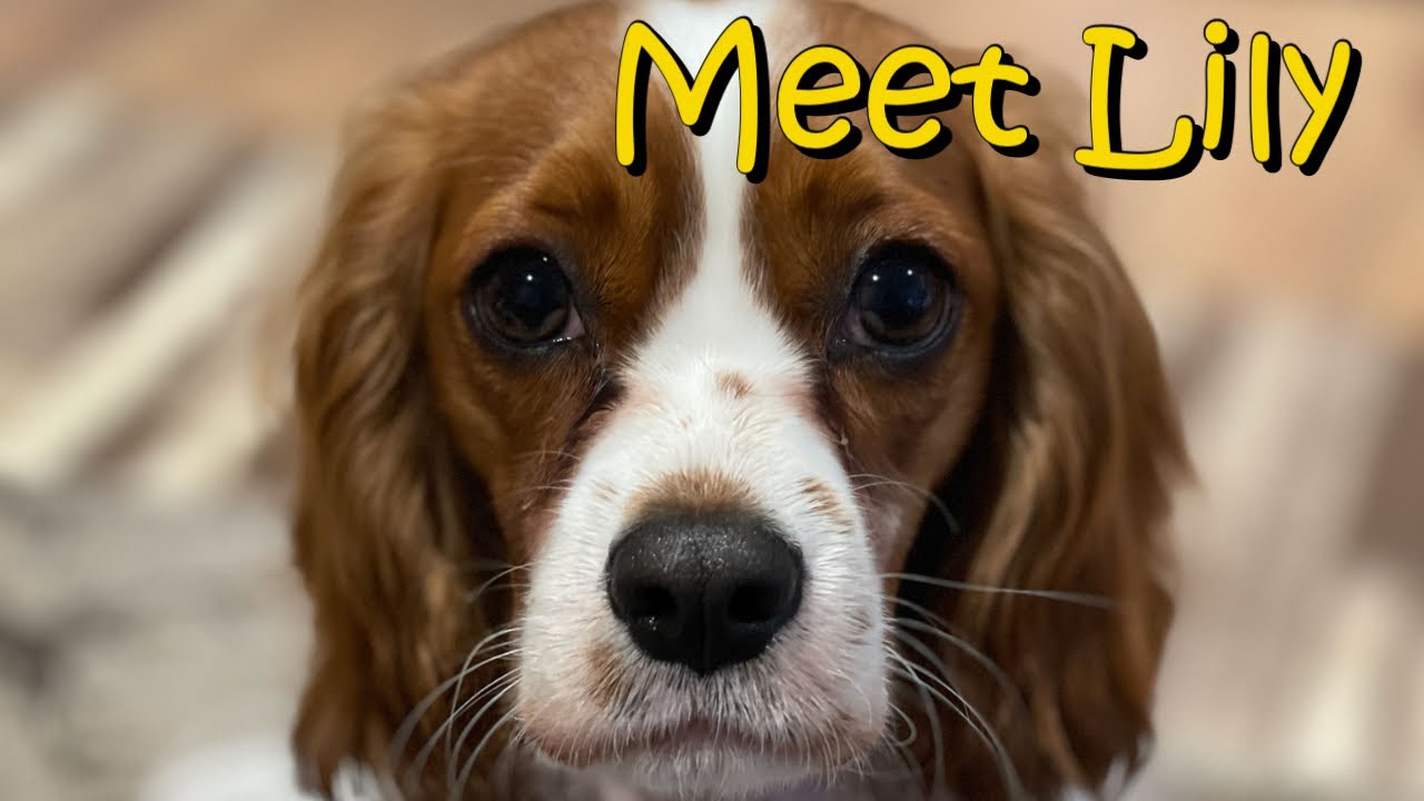 Meet Lily our 4th family dog CKCS