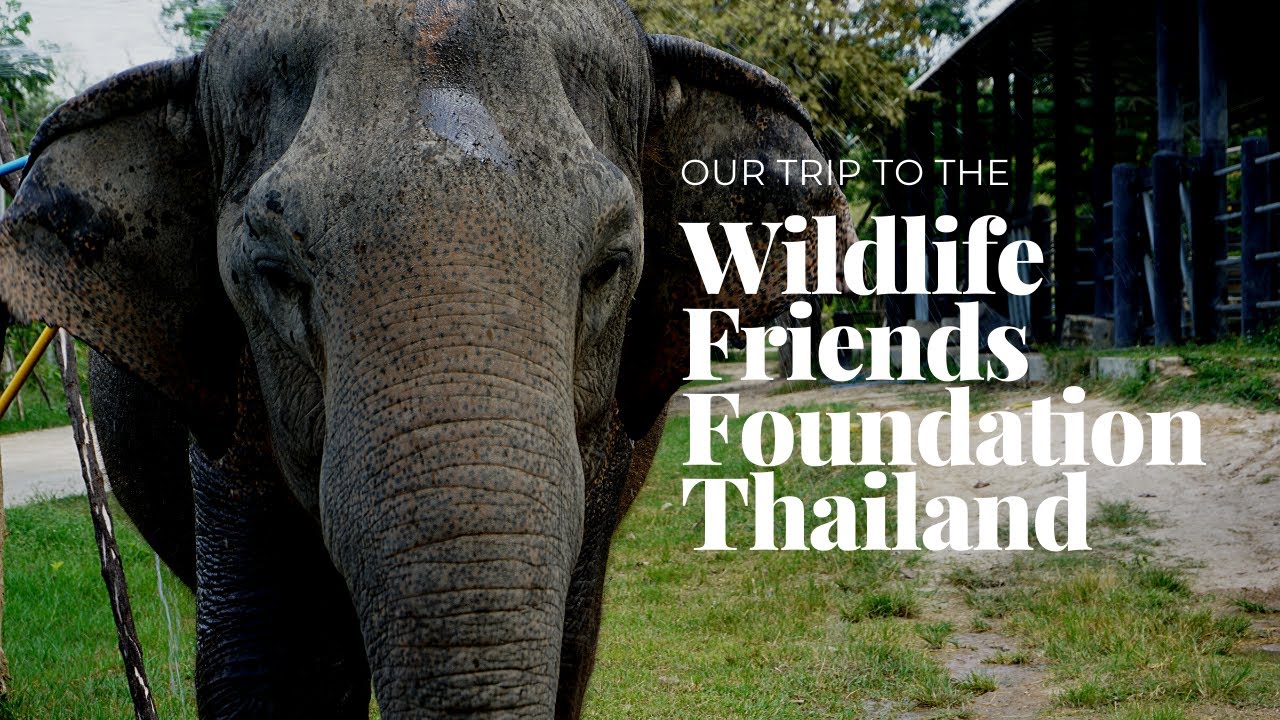 Reisvideo #2 | Wildlife Friends Foundation Thailand
