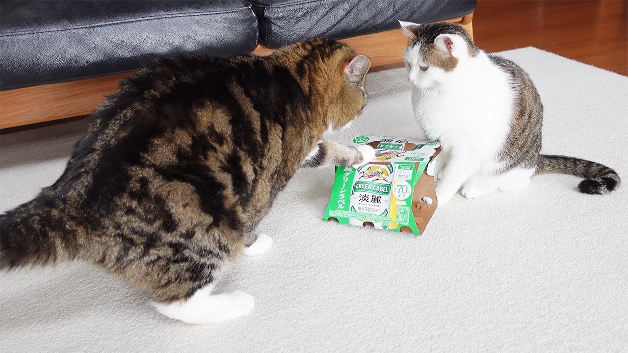 ビール箱を奪って逃走する大きなねこ。-Maru robbed the beer box and ran away.-