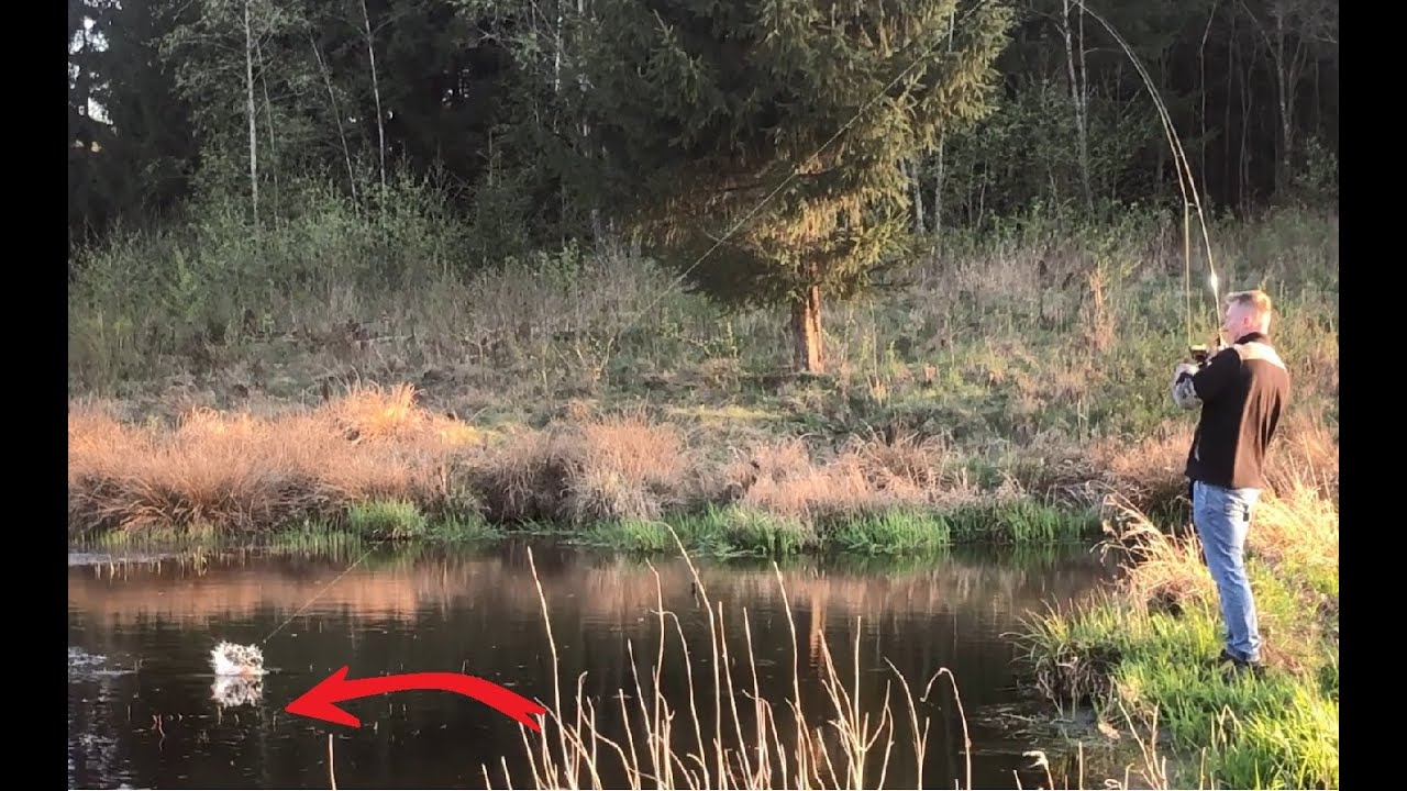 Znaleśliśmy Bagno Pełne Szczupaków! Ryby biorą tam na wszystko wedkarstwo2025 #fishing  #szczupak