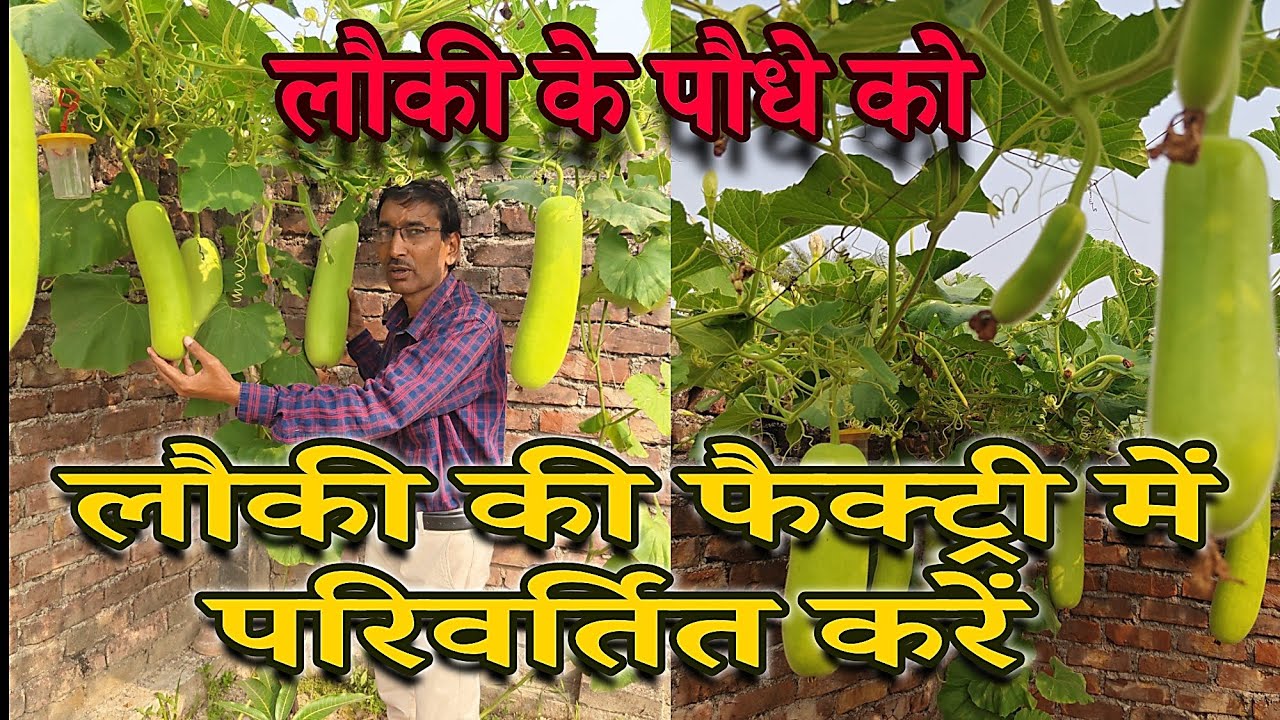 लौकी के पौधे को लौकी की फैक्ट्री कैसे बनाएं ? Grow Bottle gourd as Gourd factory 