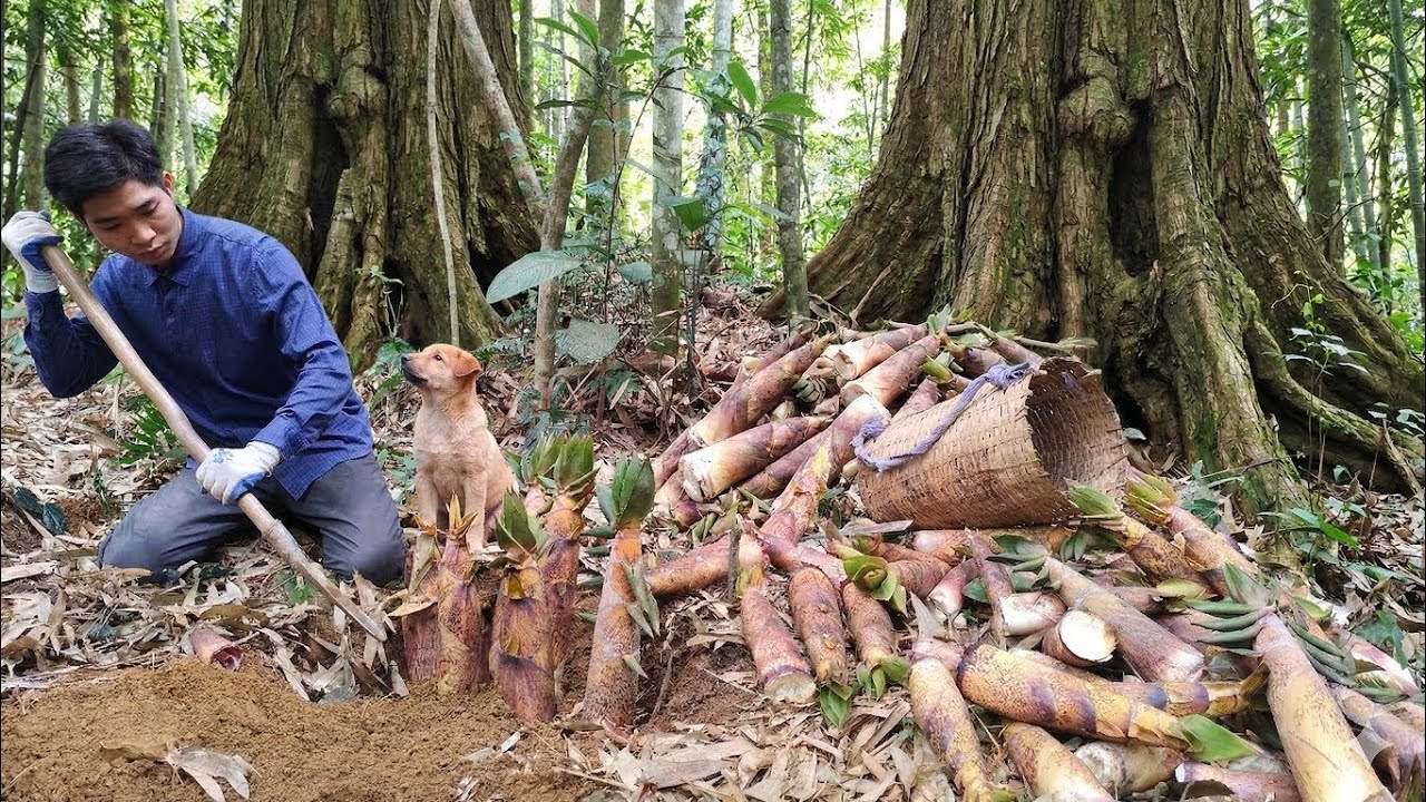 The challenging yet resilient life of a young CEO and his dog Rocky - Harvesting bamboo shoots.