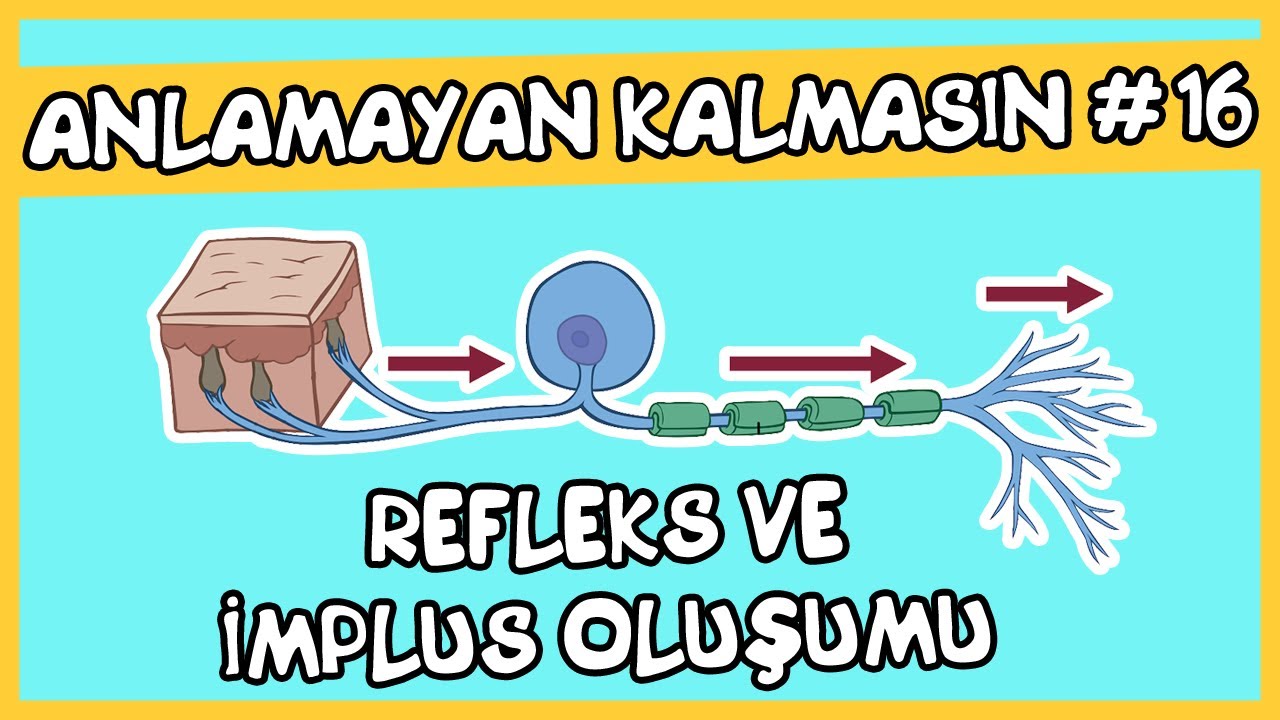 Anlamayan Kalmasın #16 Refleks ve İmpuls Oluşumu