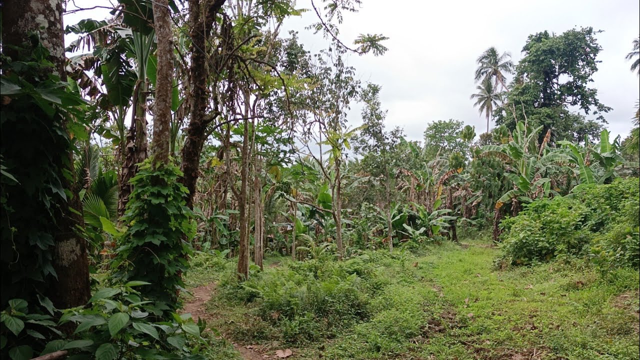 (P# 974) Farm lot with Mini-Falls along the road 10 hectares @ 600/sqm in Nagcarlan, Laguna 