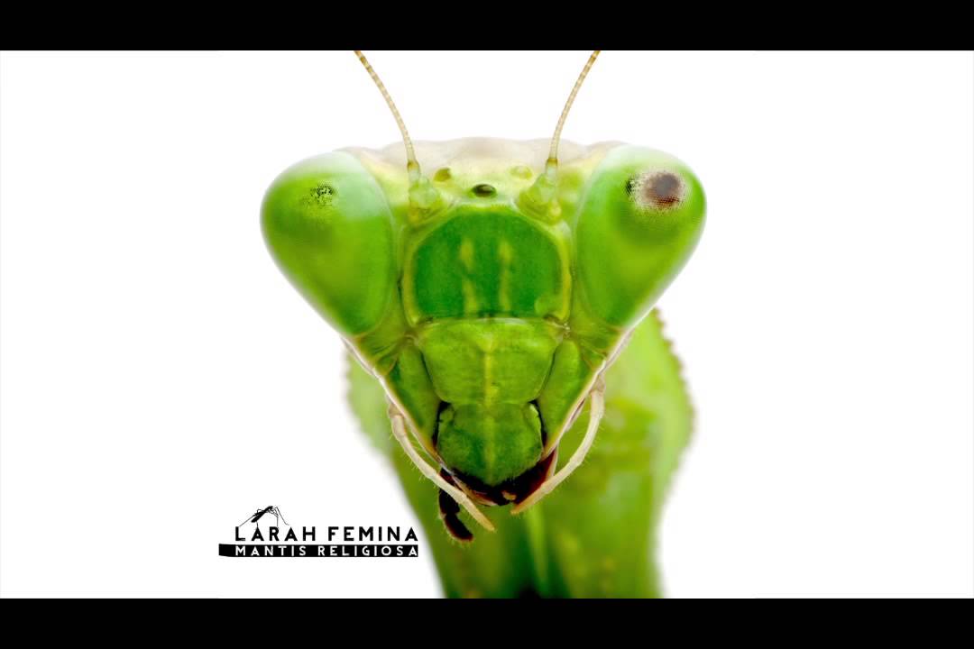 08- LARAH F&Eacute;MINA - M&Aacute;SCARAS FT. SATOR S&Aacute;NCHEZ [Prod. Niggaswing]