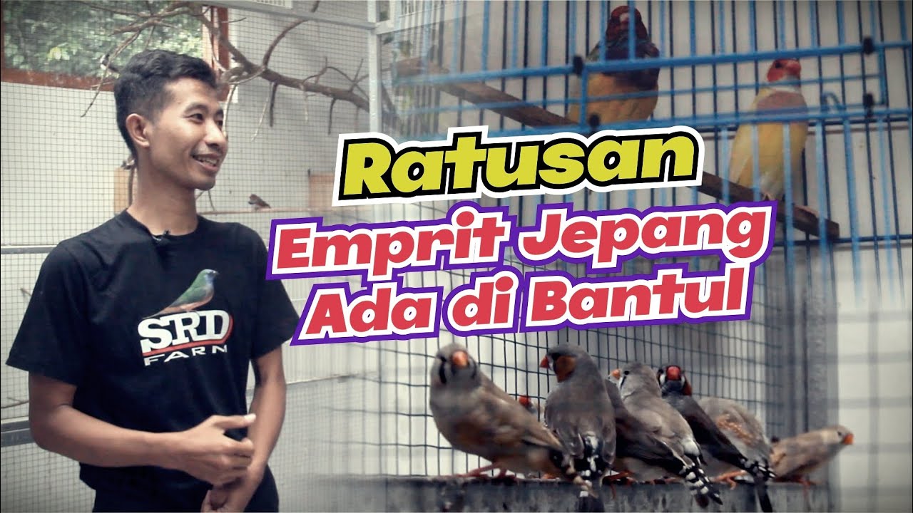 Pernah Rugi Hampir 40 Juta Rupiah Namun Tetap Semangat Ternak Emprit Jepang