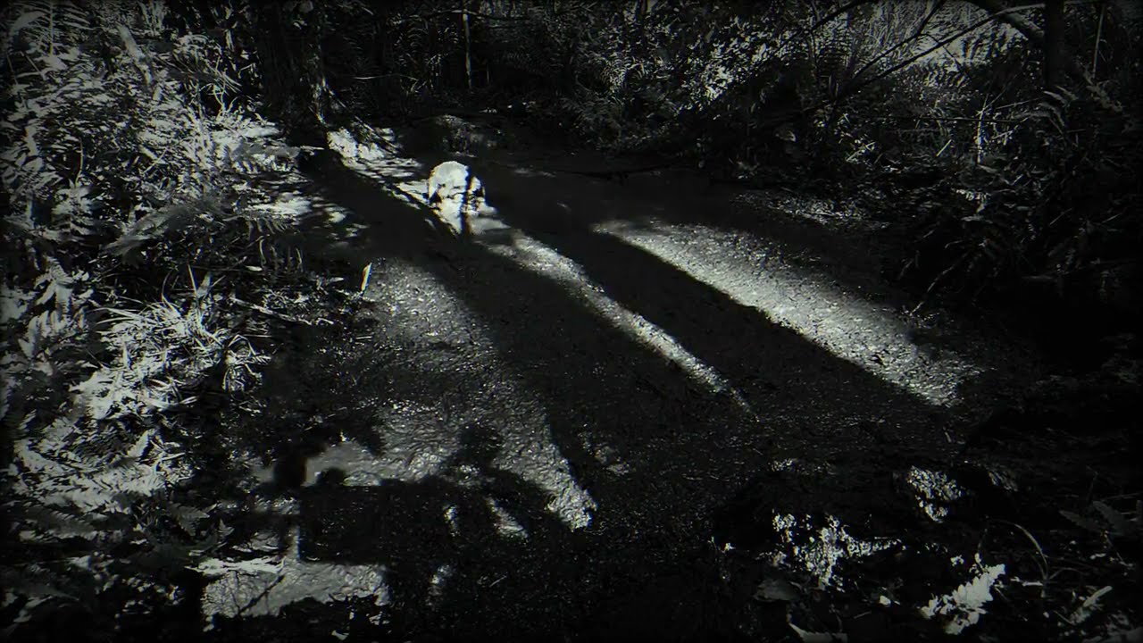 Old movie quicksand scene - Masurian Forest Bog 2024 | Day 4 | Take 3
