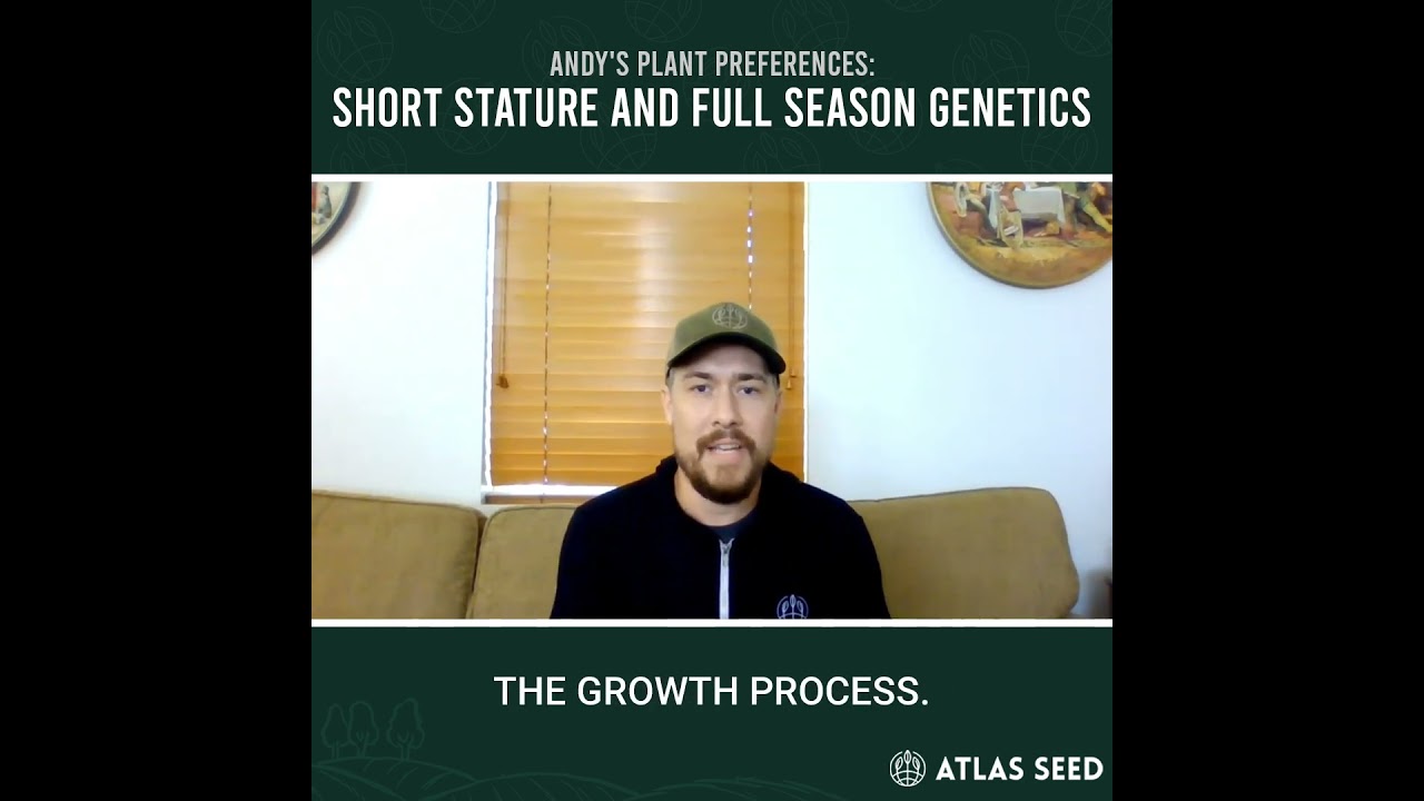 Andy talks about his ideal type of cannabis plant to develop - Short Stature Feminized Full Seasons