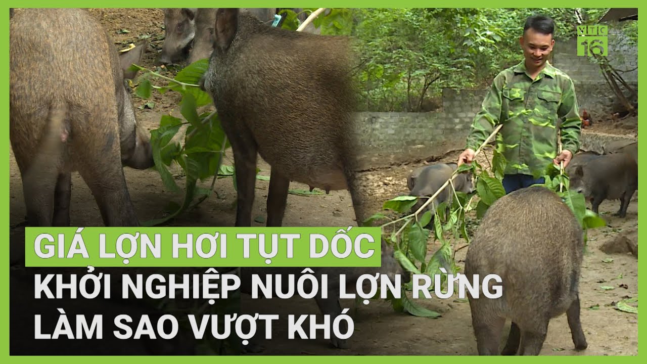 Nuôi lợn rừng giữa mùa bão giá: Trái đắng hay quả ngọt? | VTC16