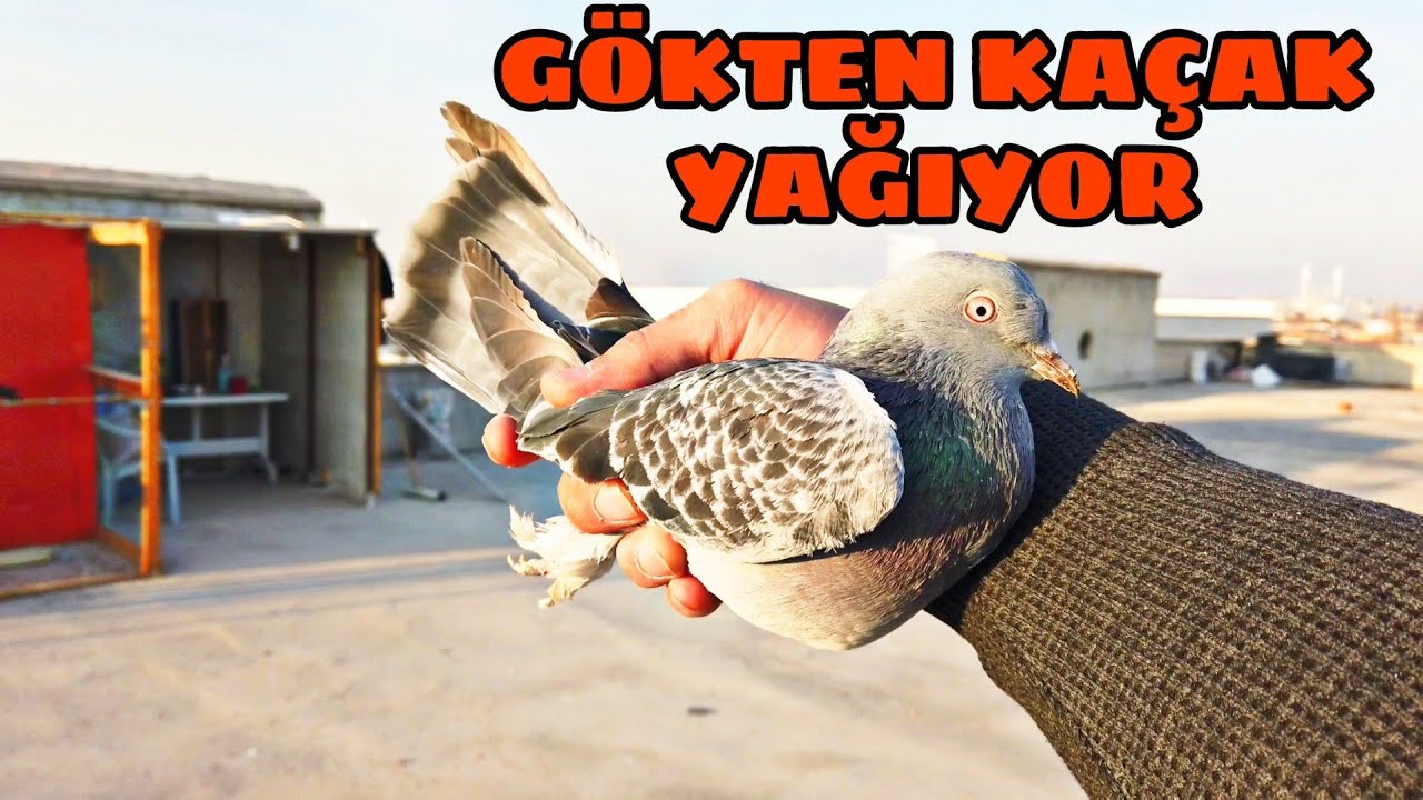 G&Ouml;KTEN KUŞ YAĞIYOR BİR KA&Ccedil;AK DAHA YAKALAMIŞIM HABERİM YOK .