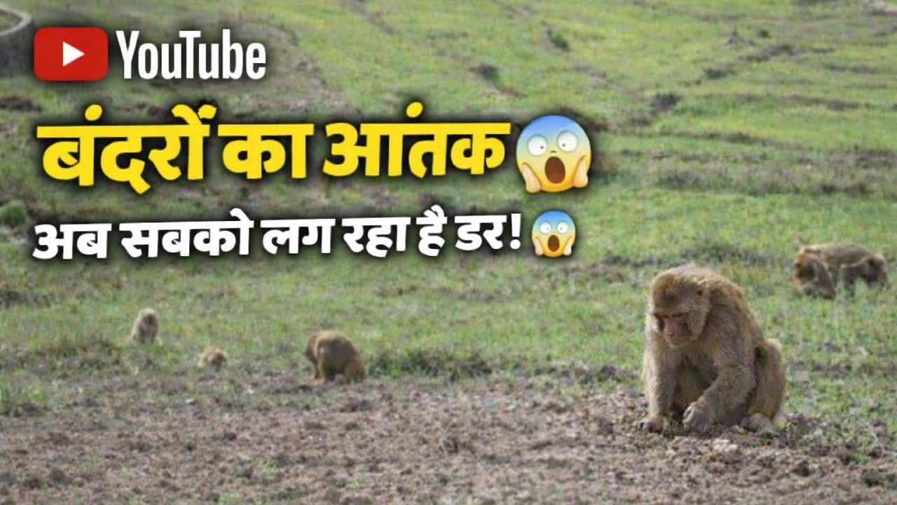 गांव में हुआ बंदरों का इतना ज्यादा आतंक की सबको लग रही है डर 😱।। #nature #india #explore #youtube 