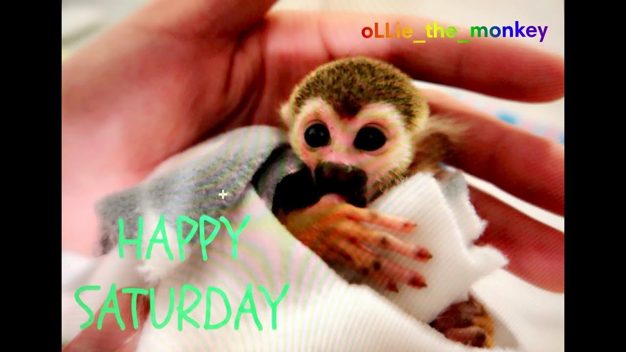 Baby Monkey oLLie | Day In The Life