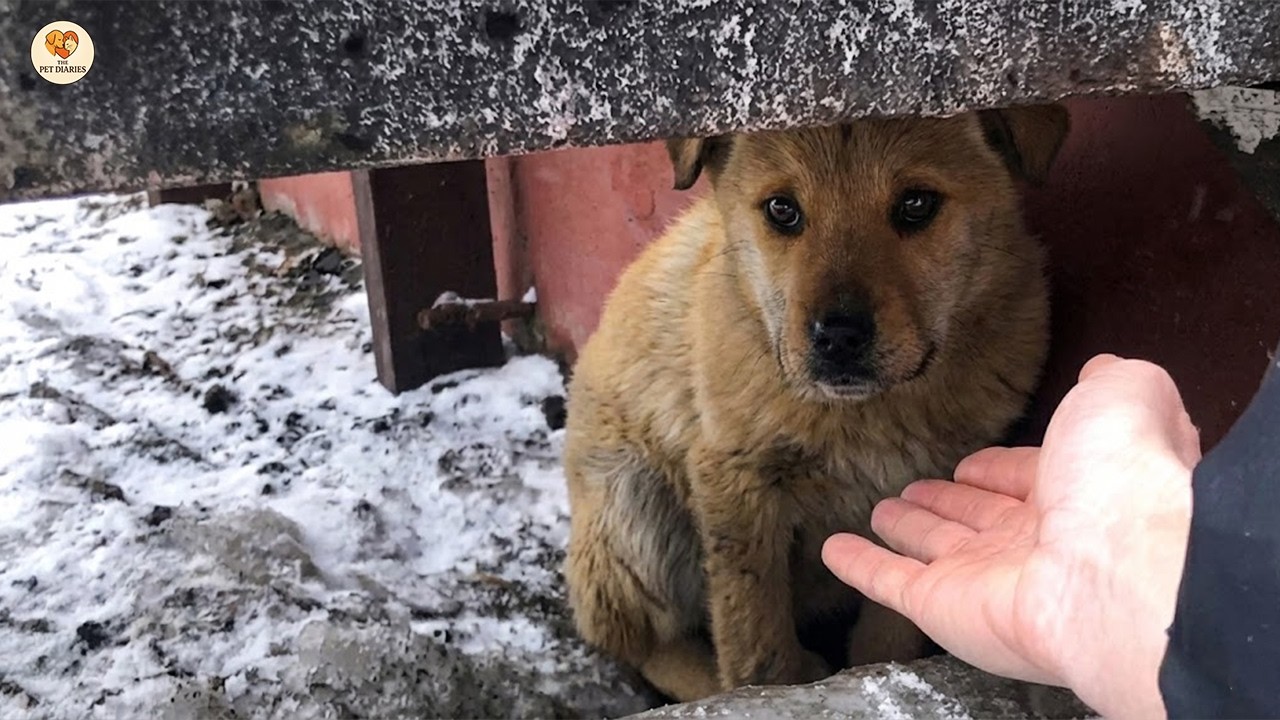 Замерзшая и забытая, она дрожала, когда ее хрупкое доверие согрелось в моих объятиях.