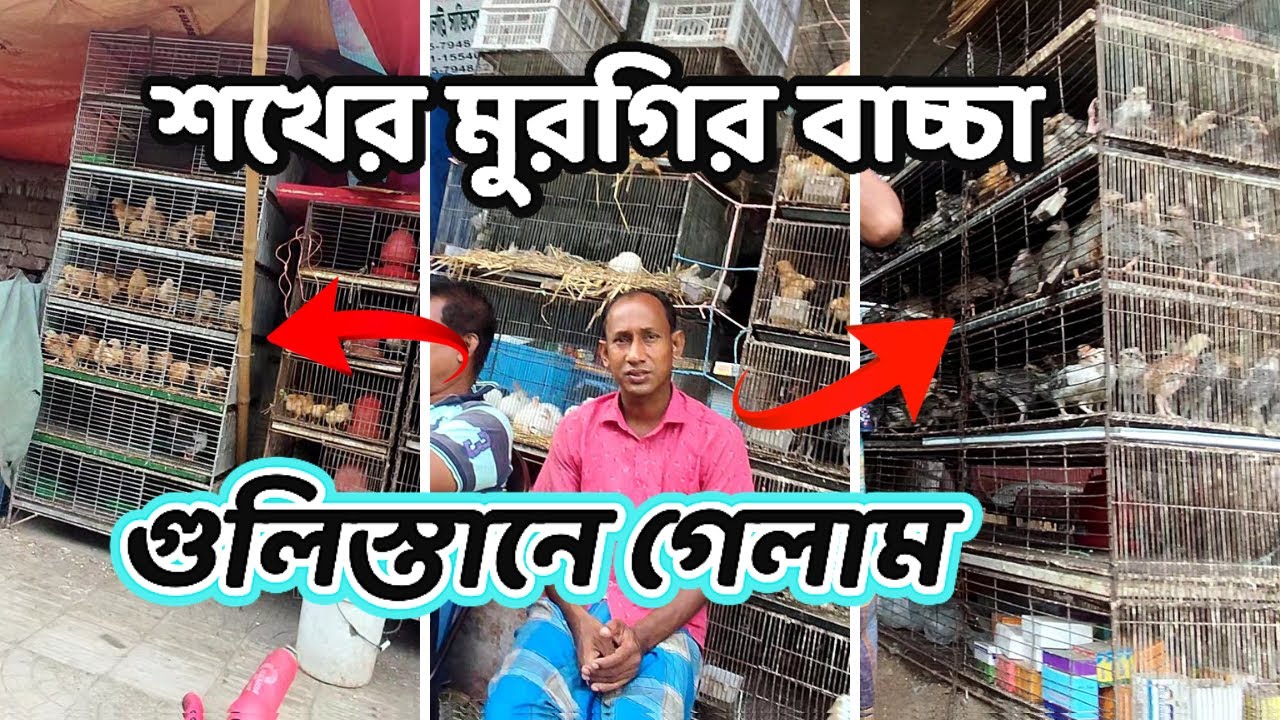 আজকে শখের মুরগির বাচ্চা কিনতে গুলিস্তানে গেলাম | মুরগির বাচ্চার দাম অনেক বেশি | 😱😱