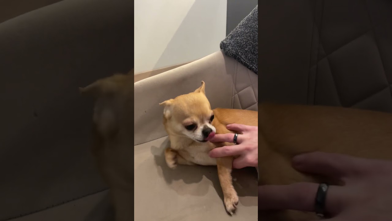 САМАЯ МИЛАЯ СОБАЧКА.🐕#chihuahua #собака #doglove