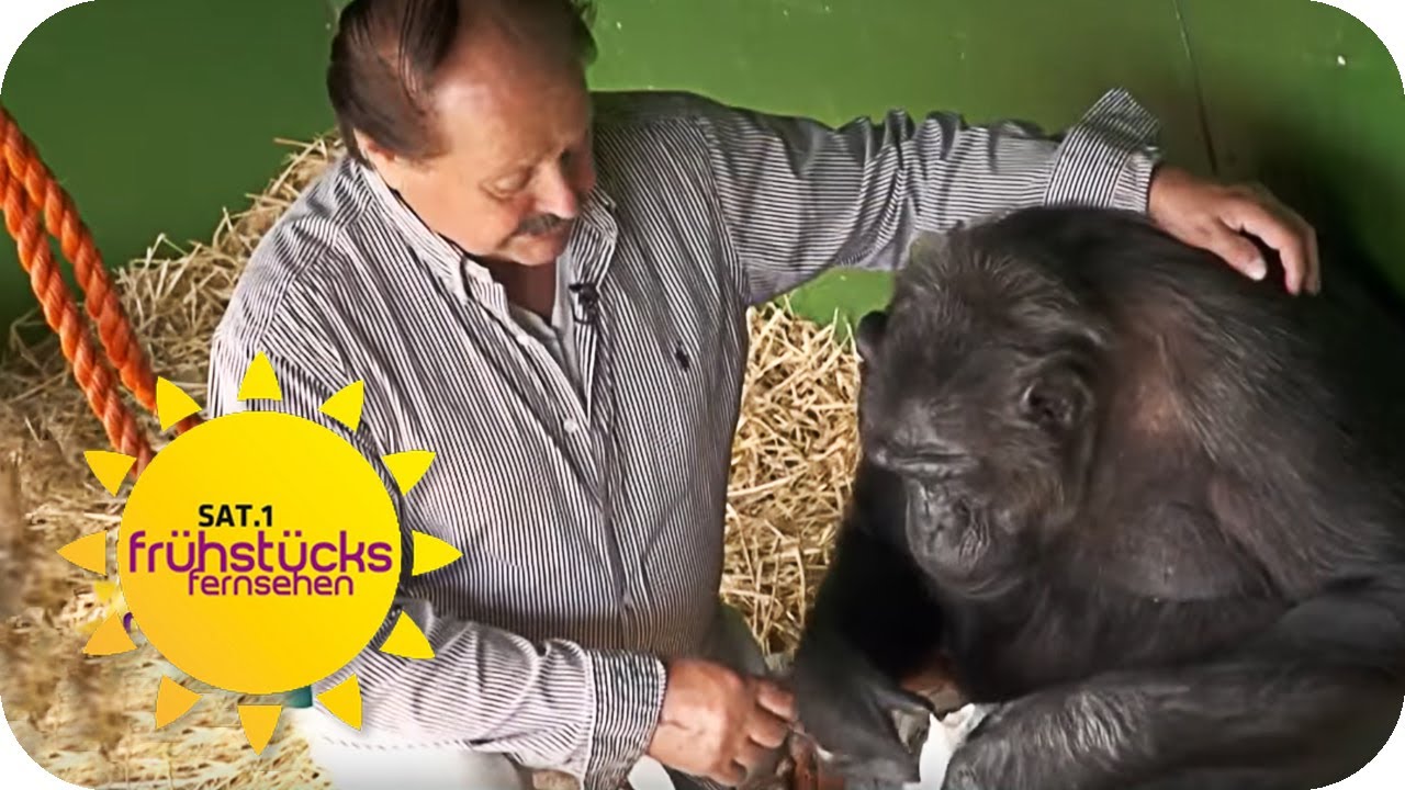 FREIHEIT für ROBBY - Der letzte Zirkusaffe Deutschlands | SAT.1 Frühstücksfernsehen | TV