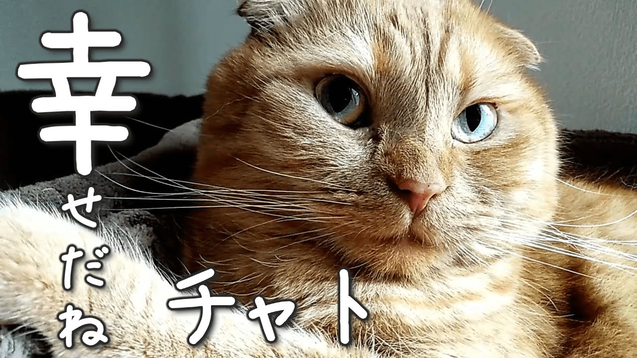 【感謝】四十九日を終えて…心からありがとうございます【スコティッシュフォールド】