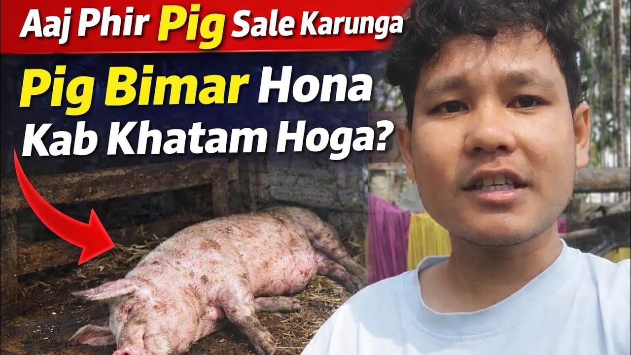 Aaj phir pig sale karunga | pig bimar hona kab khatam hoga 