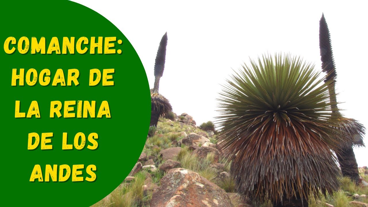 Comanche hogar de la Reina de los Andes