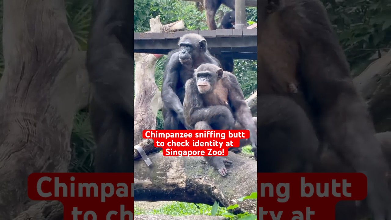 Chimpanzee | Singapore Zoo #D9INE