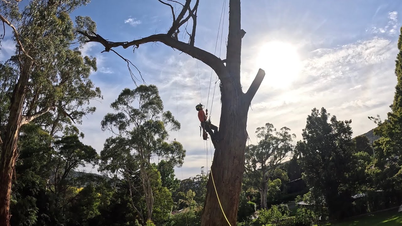Big Dead Lightning Struck Gum Removal