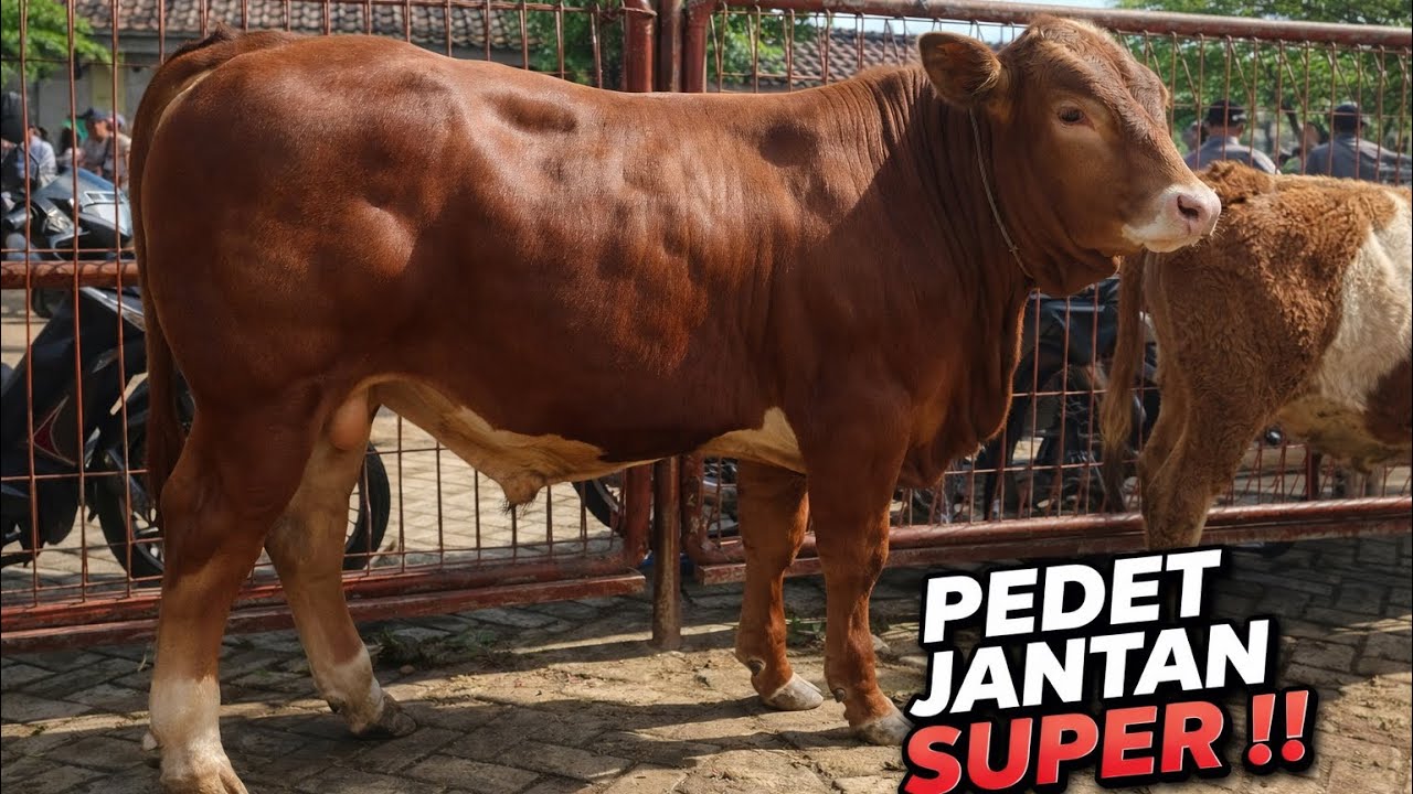 10.500 ‼️PEDETAN JANTAN BANYAK PILIHAN | PASAR PAHING WARUJAYENG 