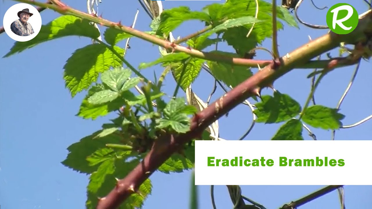 Hoe je braamstruiken op natuurlijke wijze kunt verwijderen