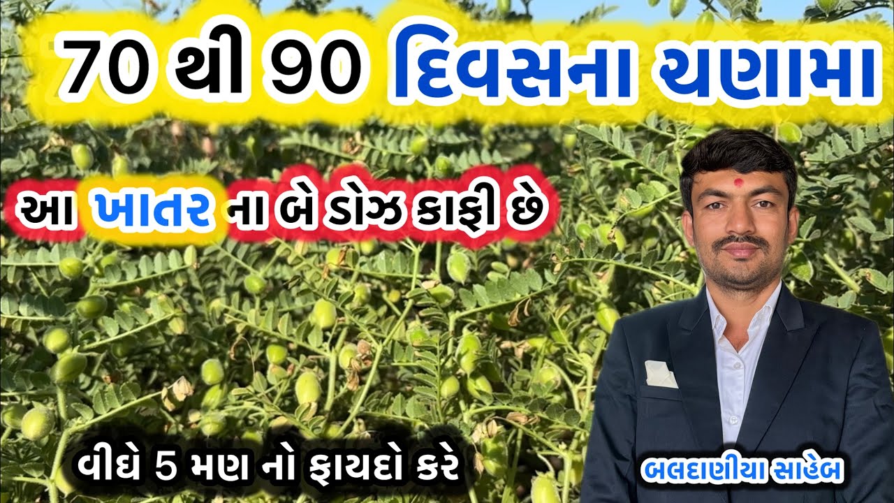 70 થી 90 દિવસની આ માવજત કરવા માં આવે તો ઉત્પાદન 20% થી 30% સુધી વધારી શકાય છે @GJ4FARMING