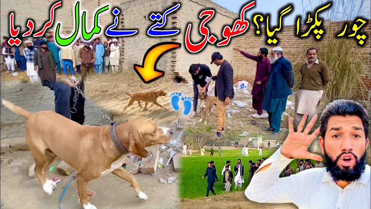 Khogi Kutta🦮 Ny Chor Kaise Pakrya 💯%😱 || کھوجی کتے سچ یا جھوٹے 