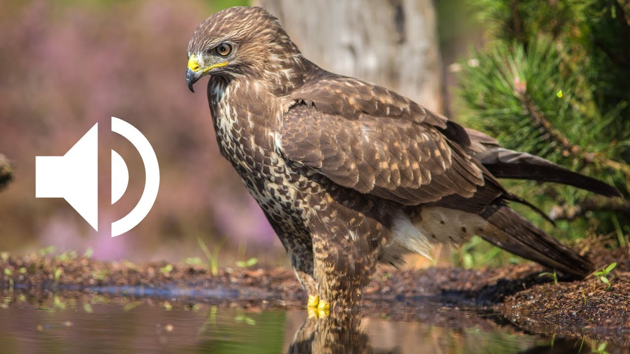 Cri de l&rsquo;&eacute;pervier d&rsquo;Europe | Sparrowhawk Call