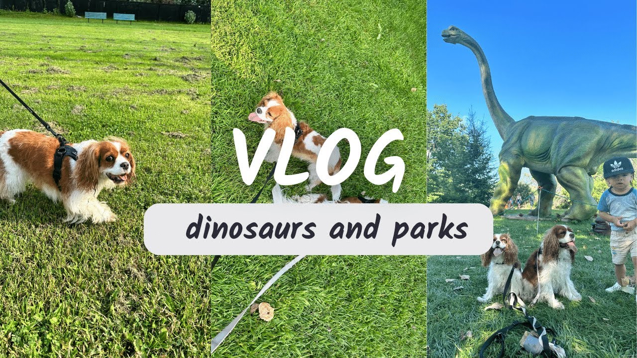 DINOSAURS AND DOG PARKS // Weekly Vlog Cavalier King Charles Spaniel