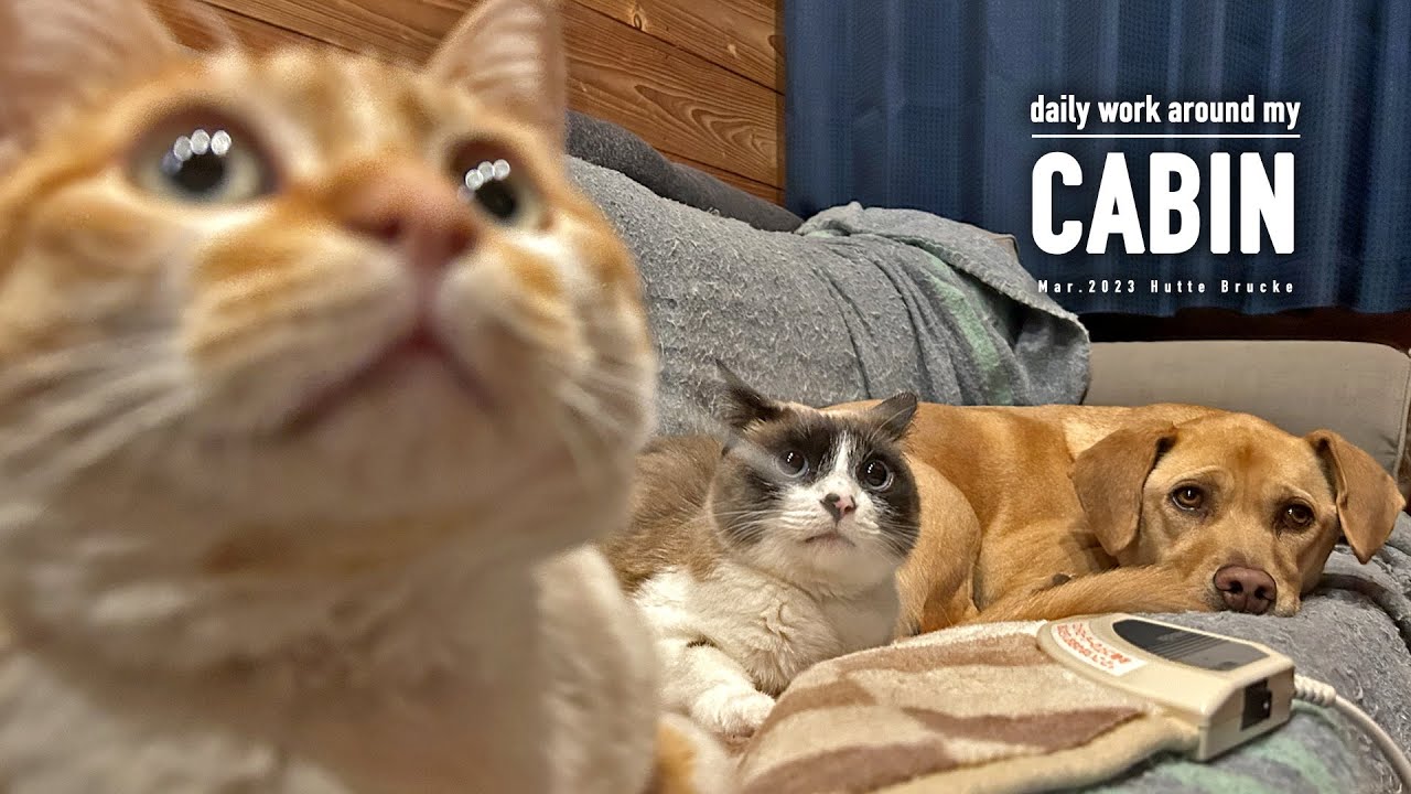 Let me introduce you to my fur family.