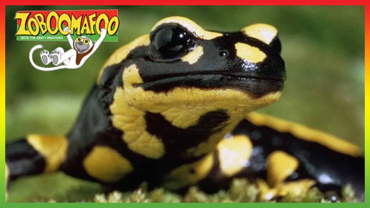 🦎 Zoboomafoo 264 | World of Legs | Animal shows for kids | Full Episodes | HD 🦎