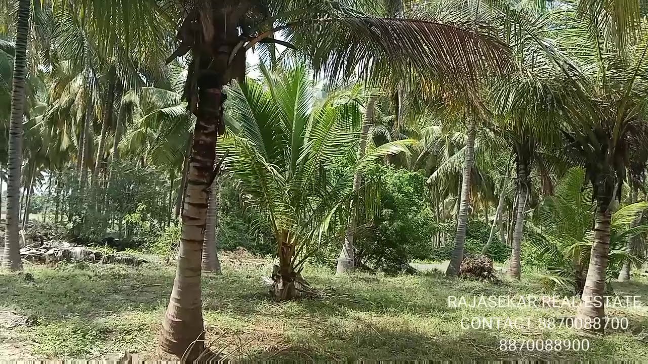 Sold out 6acres acr 18 lacs agriculture land with coconut tree for sale near gudimangalam udumalpet