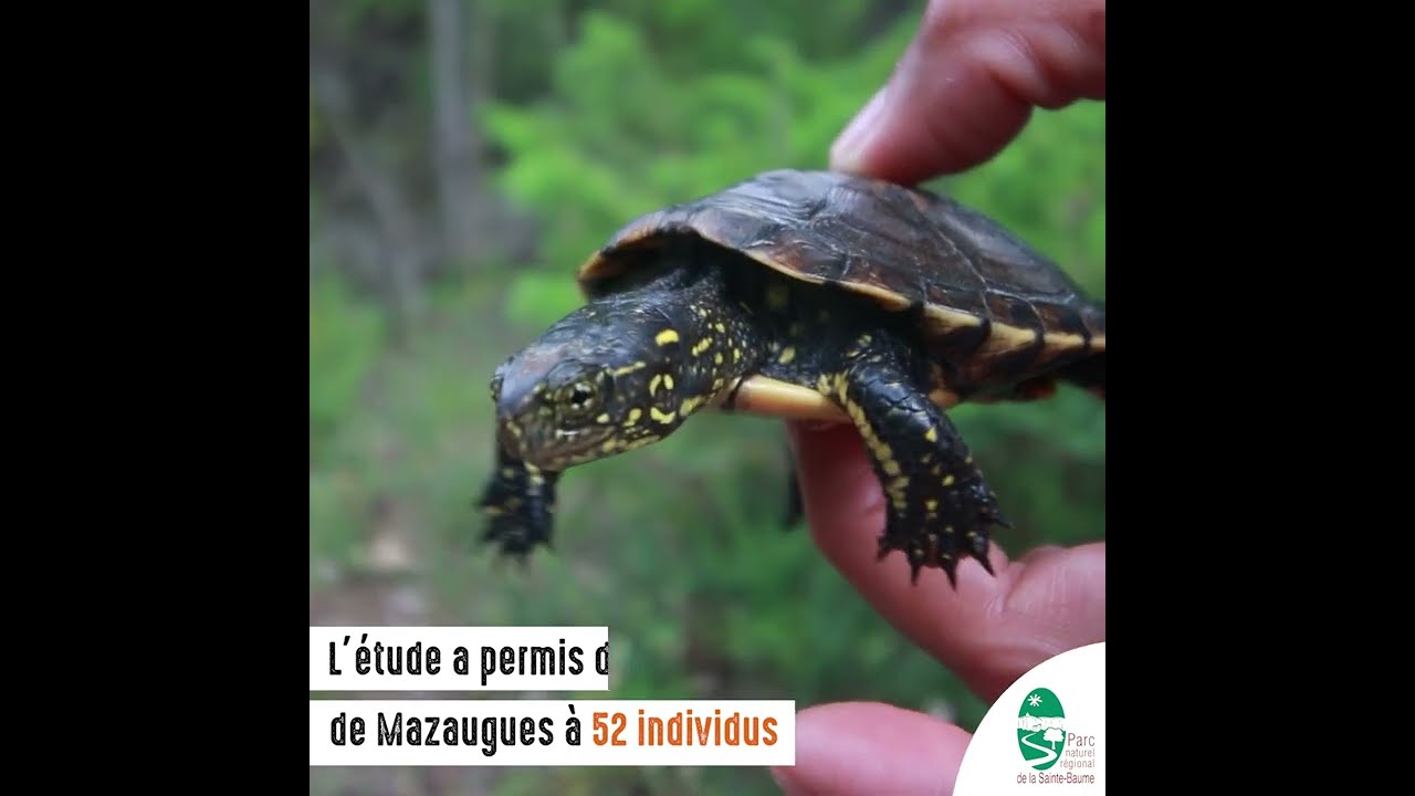 Suivi d'une tortue vuln&eacute;rable : la Cistude d'Europe