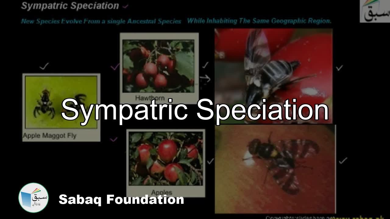 Sympatric Speciation, Biology Lecture | Sabaq.pk
