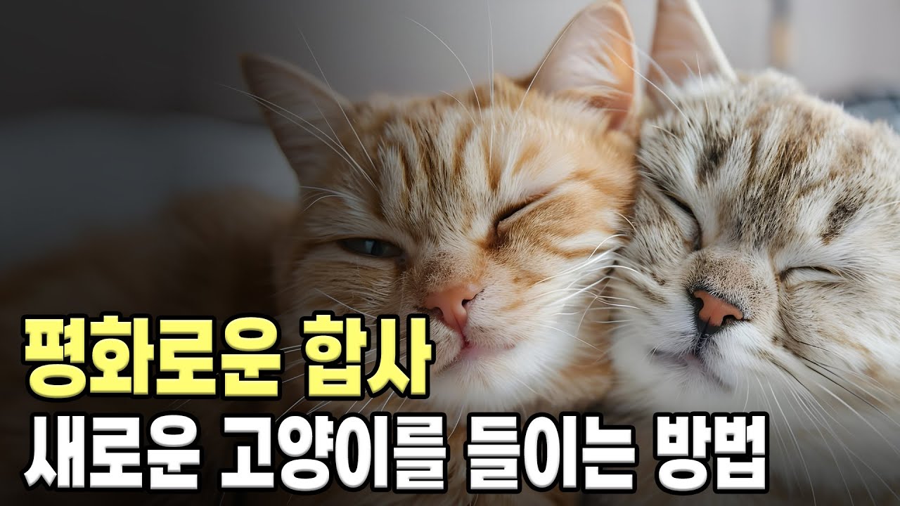 평화로운 고양이 합사의 요령. 새로운 고양이를 들이는 방법.