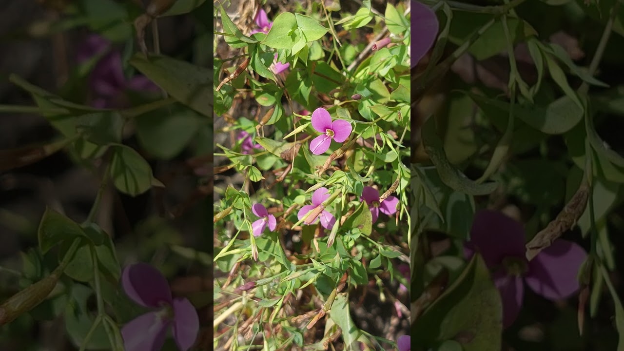 Flowers beauty #purple 💜💕🌸#flowers #shorts #tinyflowers