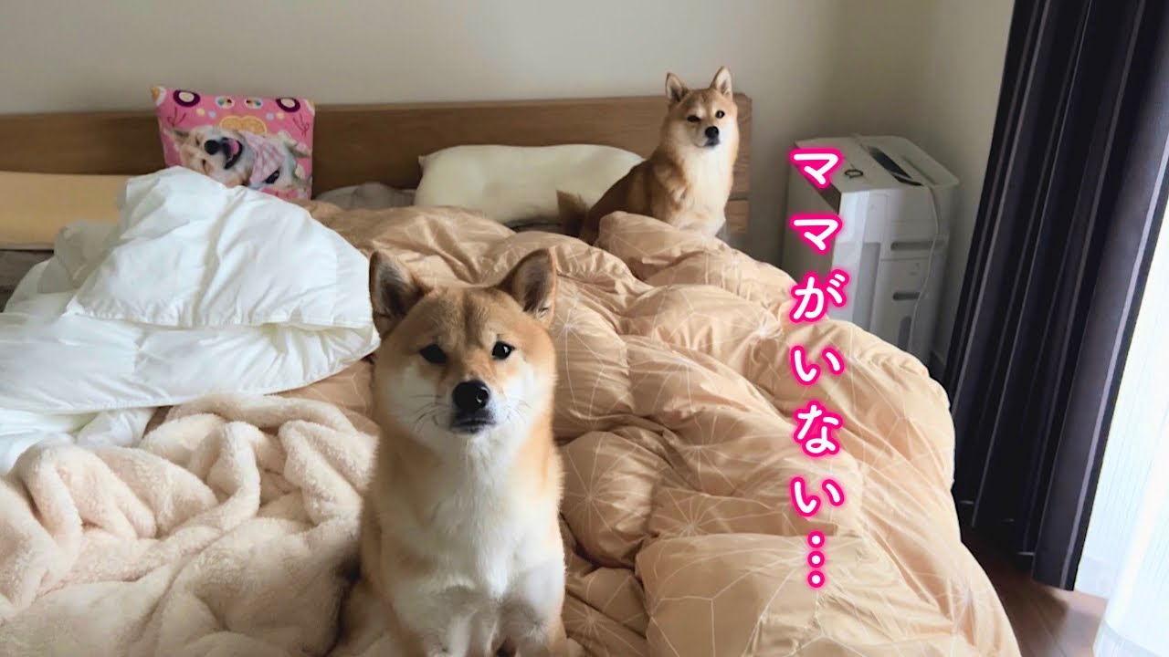 起きたら大好きなママがいなくなってました…