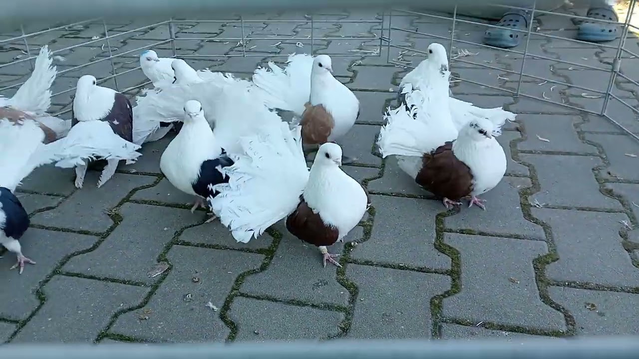 Gołębie ozdobne rostowskie omskie wolzanskie cziliki +48606531966