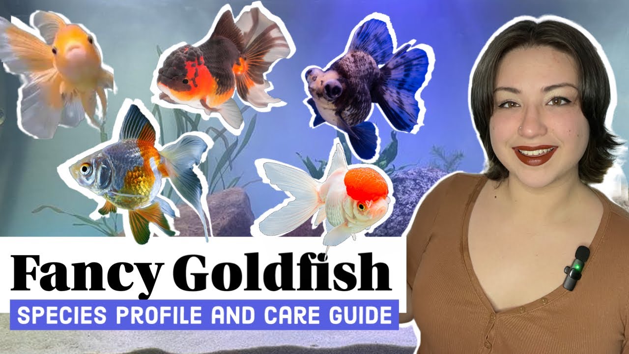 Fancy Goldfish- Species Profile and Care Guide